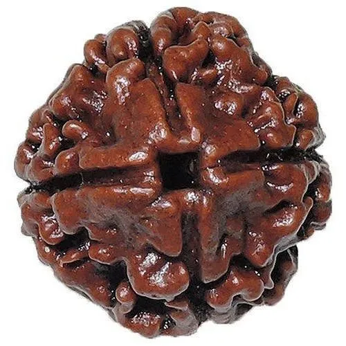 4 mukhi rudraksha