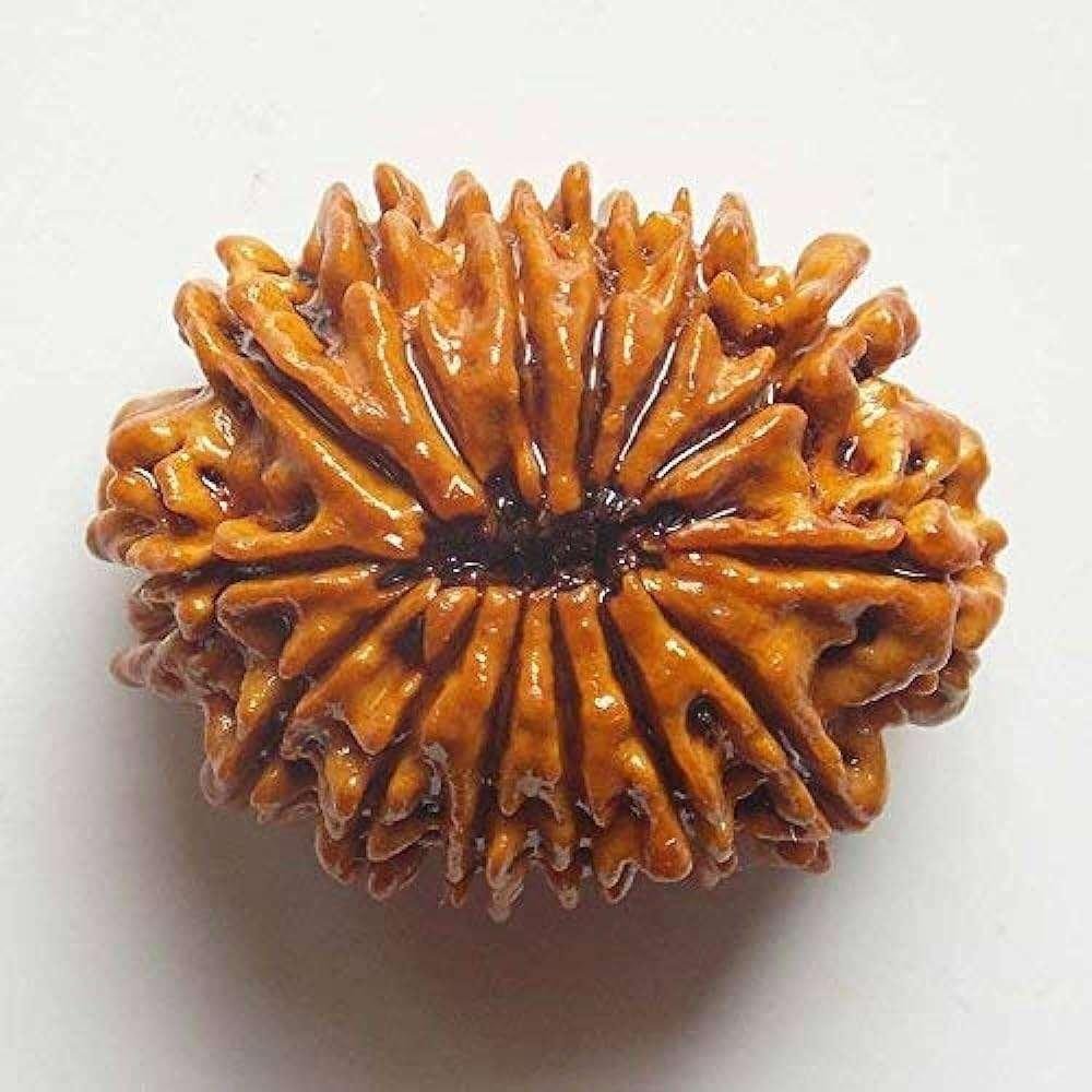 14 Mukhi Rudraksha